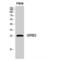 Growth Factor Receptor Bound Protein 2 antibody, LS-C383848, Lifespan Biosciences, Western Blot image 