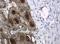 WAP Four-Disulfide Core Domain 2 antibody, NBP2-46360, Novus Biologicals, Immunohistochemistry paraffin image 