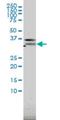 Paired Immunoglobin Like Type 2 Receptor Alpha antibody, H00029992-M01, Novus Biologicals, Western Blot image 