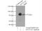 Dynein Cytoplasmic 1 Intermediate Chain 2 antibody, 12219-1-AP, Proteintech Group, Immunoprecipitation image 