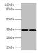 Caspase 7 antibody, LS-C211492, Lifespan Biosciences, Western Blot image 
