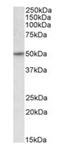 Hypocretin Receptor 2 antibody, orb125152, Biorbyt, Western Blot image 