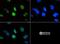 Histone Cluster 2 H3 Family Member D antibody, NB21-1143, Novus Biologicals, Immunocytochemistry image 