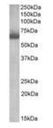 Bardet-Biedl syndrome 4 protein antibody, orb125120, Biorbyt, Western Blot image 