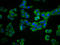 Pleckstrin Homology And RhoGEF Domain Containing G5 antibody, LS-C681072, Lifespan Biosciences, Immunofluorescence image 