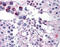 Frizzled Class Receptor 9 antibody, MBS420499, MyBioSource, Immunohistochemistry frozen image 