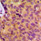 MOB Kinase Activator 3B antibody, LS-C353557, Lifespan Biosciences, Immunohistochemistry frozen image 