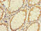Unc-93 Homolog A antibody, CSB-PA773046LA01HU, Cusabio, Immunohistochemistry paraffin image 