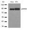 Ribosomal Protein S6 Kinase A1 antibody, A01058-3, Boster Biological Technology, Western Blot image 