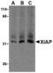 X-Linked Inhibitor Of Apoptosis antibody, MBS150907, MyBioSource, Western Blot image 