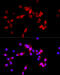 ASPSCR1 Tether For SLC2A4, UBX Domain Containing antibody, 22-973, ProSci, Immunofluorescence image 