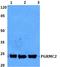 Progesterone Receptor Membrane Component 2 antibody, A06531, Boster Biological Technology, Western Blot image 