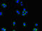 Ectonucleoside Triphosphate Diphosphohydrolase 8 antibody, orb23785, Biorbyt, Immunofluorescence image 
