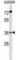 Family With Sequence Similarity 110 Member A antibody, abx031468, Abbexa, Western Blot image 