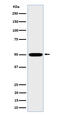 Serine/Threonine Kinase 26 antibody, M09552, Boster Biological Technology, Western Blot image 