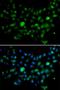 Minichromosome Maintenance 10 Replication Initiation Factor antibody, orb537543, Biorbyt, Immunofluorescence image 