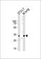 Mahogunin Ring Finger 1 antibody, orb1698, Biorbyt, Western Blot image 