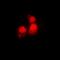 Siah E3 Ubiquitin Protein Ligase 2 antibody, orb304586, Biorbyt, Immunocytochemistry image 