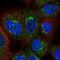 Abhydrolase Domain Containing 5 antibody, NBP1-84506, Novus Biologicals, Immunofluorescence image 