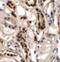 Dolichyl-Phosphate N-Acetylglucosaminephosphotransferase 1 antibody, PA5-72704, Invitrogen Antibodies, Immunohistochemistry frozen image 