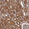 WD Repeat And Coiled Coil Containing antibody, NBP1-83612, Novus Biologicals, Immunohistochemistry frozen image 