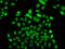 F-Box Protein 7 antibody, 22-960, ProSci, Immunofluorescence image 