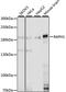 Ras Association (RalGDS/AF-6) And Pleckstrin Homology Domains 1 antibody, A15506, ABclonal Technology, Western Blot image 