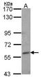 Nuclear Receptor Subfamily 1 Group D Member 1 antibody, NBP2-19575, Novus Biologicals, Western Blot image 