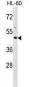 Basigin (Ok Blood Group) antibody, abx029315, Abbexa, Western Blot image 