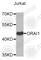 ORAI Calcium Release-Activated Calcium Modulator 1 antibody, A7412, ABclonal Technology, Western Blot image 