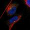 Intraflagellar Transport 81 antibody, PA5-53921, Invitrogen Antibodies, Immunofluorescence image 