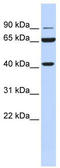 GDH antibody, TA339891, Origene, Western Blot image 