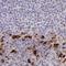 Apolipoprotein B Receptor antibody, NBP1-90130, Novus Biologicals, Immunohistochemistry paraffin image 