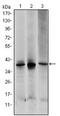 Mitogen-Activated Protein Kinase Kinase 6 antibody, AM06577SU-N, Origene, Western Blot image 