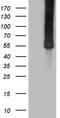 Citrulline--aspartate ligase antibody, TA809170S, Origene, Western Blot image 