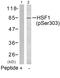 Heat Shock Transcription Factor 1 antibody, PA5-37598, Invitrogen Antibodies, Western Blot image 