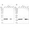 NADH:Ubiquinone Oxidoreductase Subunit A8 antibody, PA5-59604, Invitrogen Antibodies, Western Blot image 