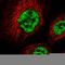 THO Complex 6 antibody, HPA052953, Atlas Antibodies, Immunocytochemistry image 