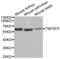 Transmembrane 7 Superfamily Member 3 antibody, abx002467, Abbexa, Western Blot image 