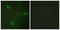 Heat Shock Protein 90 Alpha Family Class B Member 1 antibody, LS-C199087, Lifespan Biosciences, Immunofluorescence image 