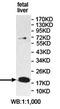 Pleckstrin Homology Domain Containing J1 antibody, orb78292, Biorbyt, Western Blot image 