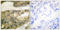 G1/S-specific cyclin-D3 antibody, LS-C117600, Lifespan Biosciences, Immunohistochemistry frozen image 
