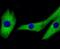 Mitogen-Activated Protein Kinase Kinase 2 antibody, NBP2-67332, Novus Biologicals, Immunocytochemistry image 