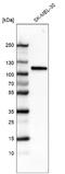 Sortilin 1 antibody, NBP2-76498, Novus Biologicals, Western Blot image 