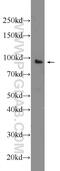 Tetratricopeptide Repeat Domain 7A antibody, 21600-1-AP, Proteintech Group, Western Blot image 