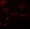 SPRY Domain Containing 4 antibody, A16685, Boster Biological Technology, Immunofluorescence image 
