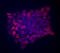 Kruppel Like Factor 4 antibody, AF3158, R&D Systems, Immunocytochemistry image 