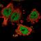 Homeobox-containing protein 1 antibody, NBP2-58377, Novus Biologicals, Immunofluorescence image 