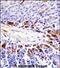 Pseudopodium Enriched Atypical Kinase 1 antibody, PA5-71924, Invitrogen Antibodies, Immunohistochemistry frozen image 