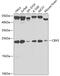 Chromobox 5 antibody, 14-520, ProSci, Western Blot image 